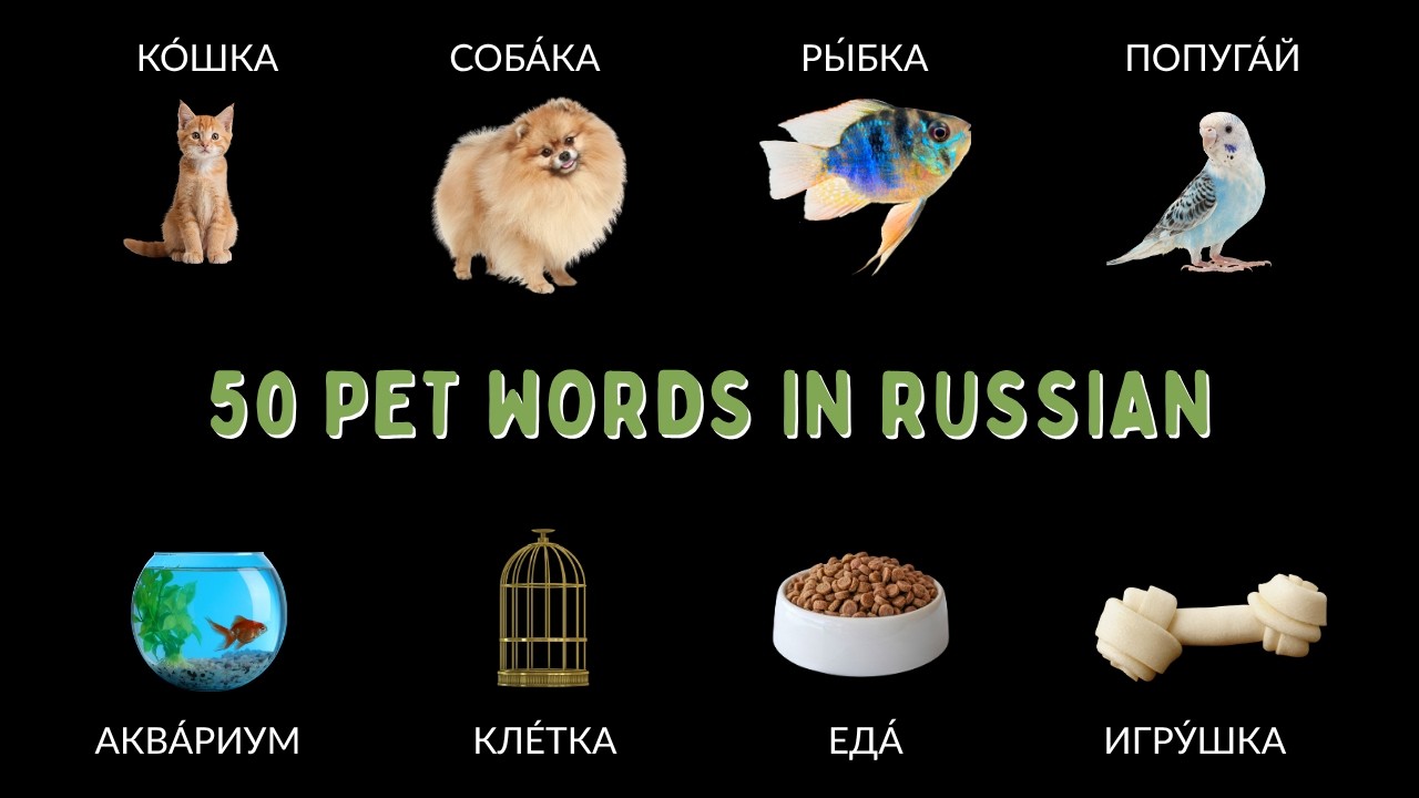 50 Pet Words in Russian | Learn Russian for Absolute Beginners
