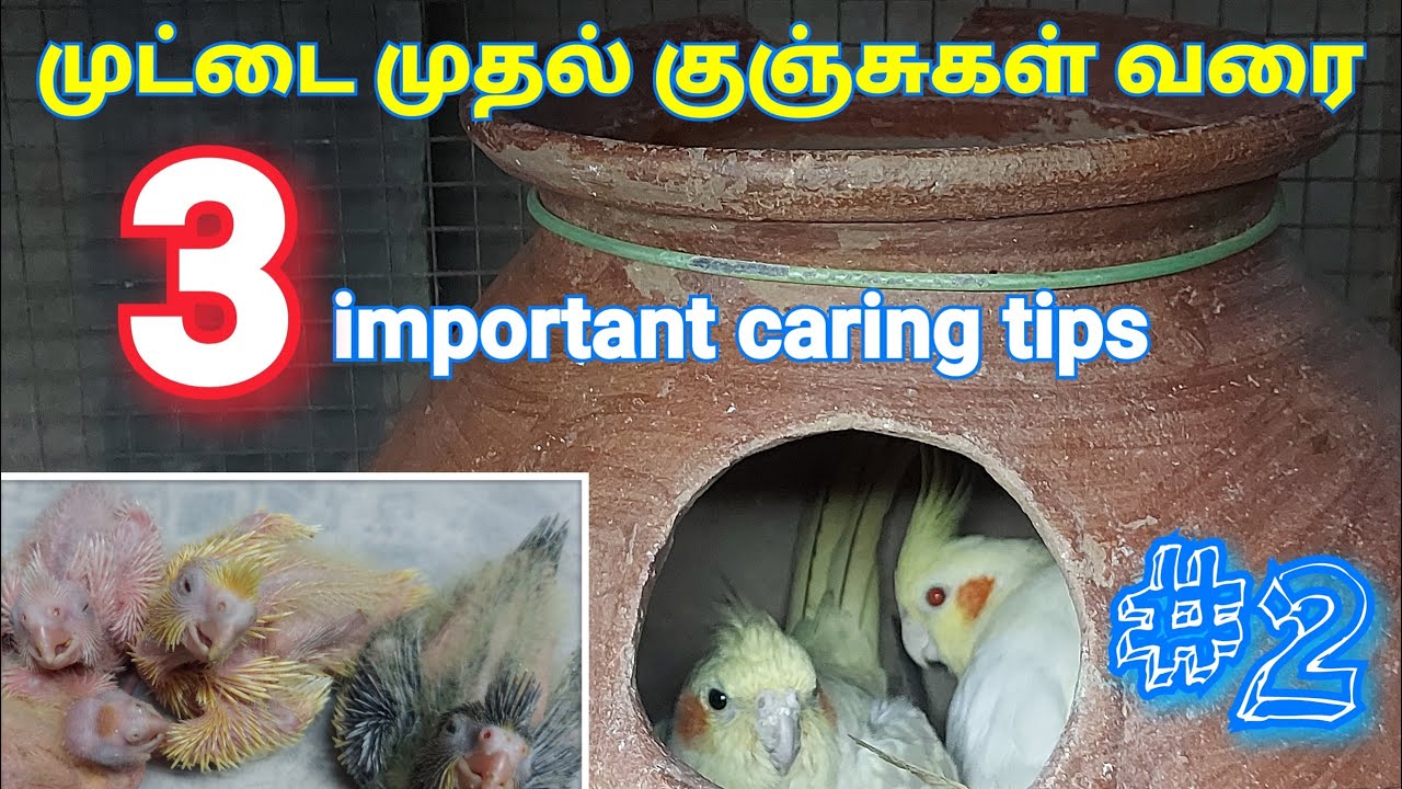 Cockatiel's egg to chick maintenance #2 | 3 important caring & Breeding tips in tamil |Real Feathers