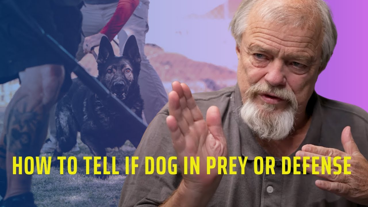 How To Tell If Dog In Prey Or Defense