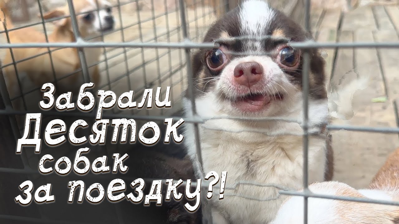 Целая орава собачек появится у нас дома за один выезд?!