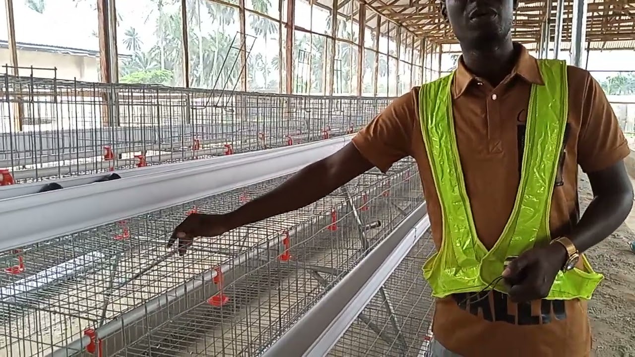 Customized Broilers And Layers Cages