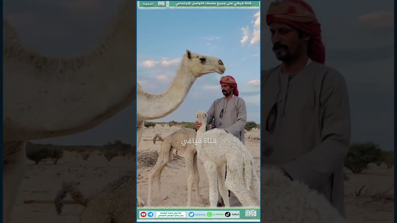ناقة تلد توأم  شي نادر سويت لقاء مع صاحبها وصورتها لكم