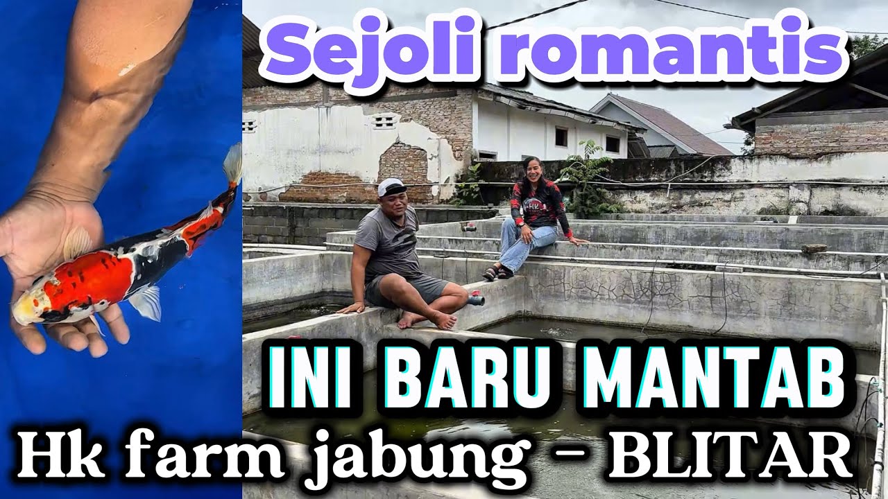 Ini baru kualitas mantap 👍 ada yang spesial ‼️buruan‼️review harga Koi di HK FARM jabung Blitar