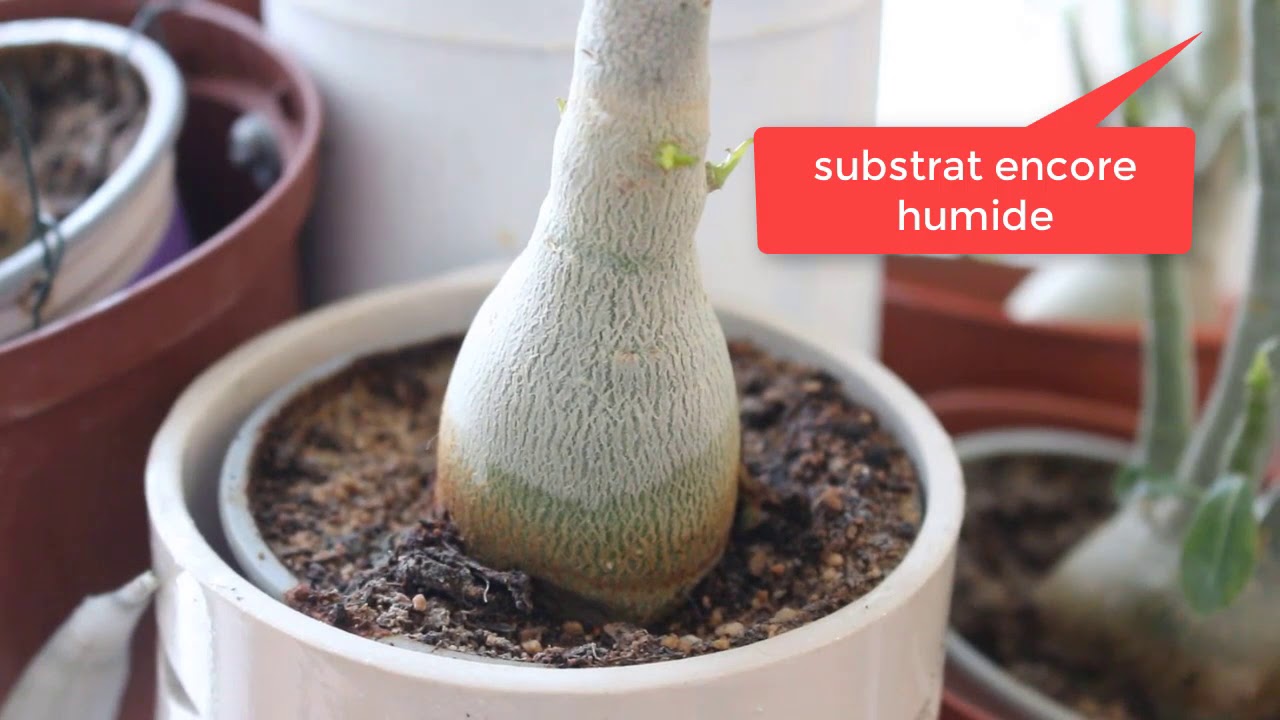 Adéniums et plumérias :Arroser ou pas en hiver