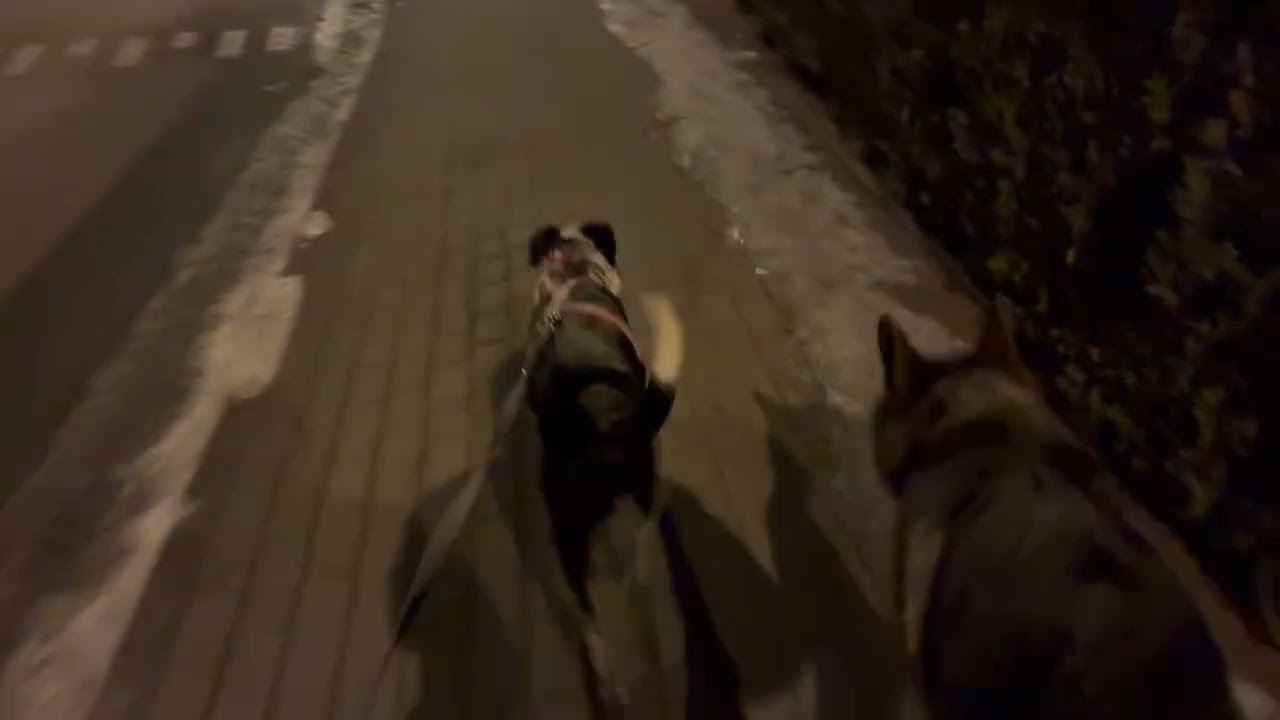 #64 BAGRAD - wieczorny spacer z owczarkiem niemieckim 🐶 
