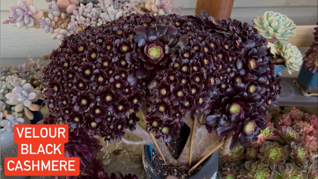 4/23 SUCCULENTS FOR SALE WELL ROOTED | CLUSTER CRESTED AEONIUM | Lele 408 883 5495