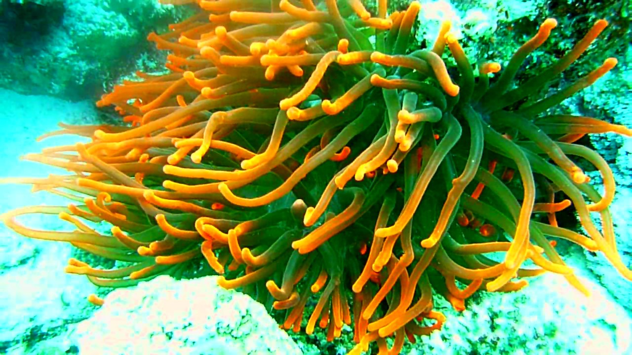 Египет  -   Gordon Reef