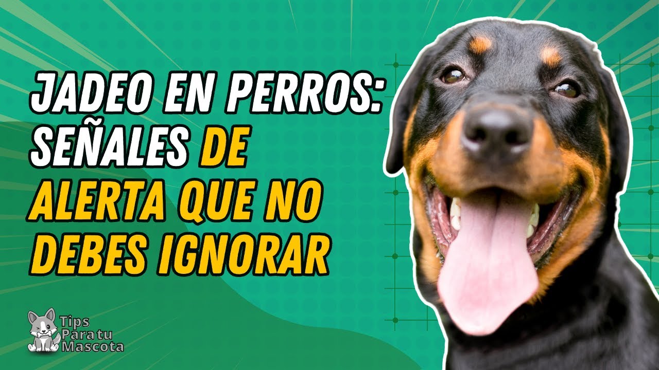 POR QU&Eacute; MI PERRO JADEA