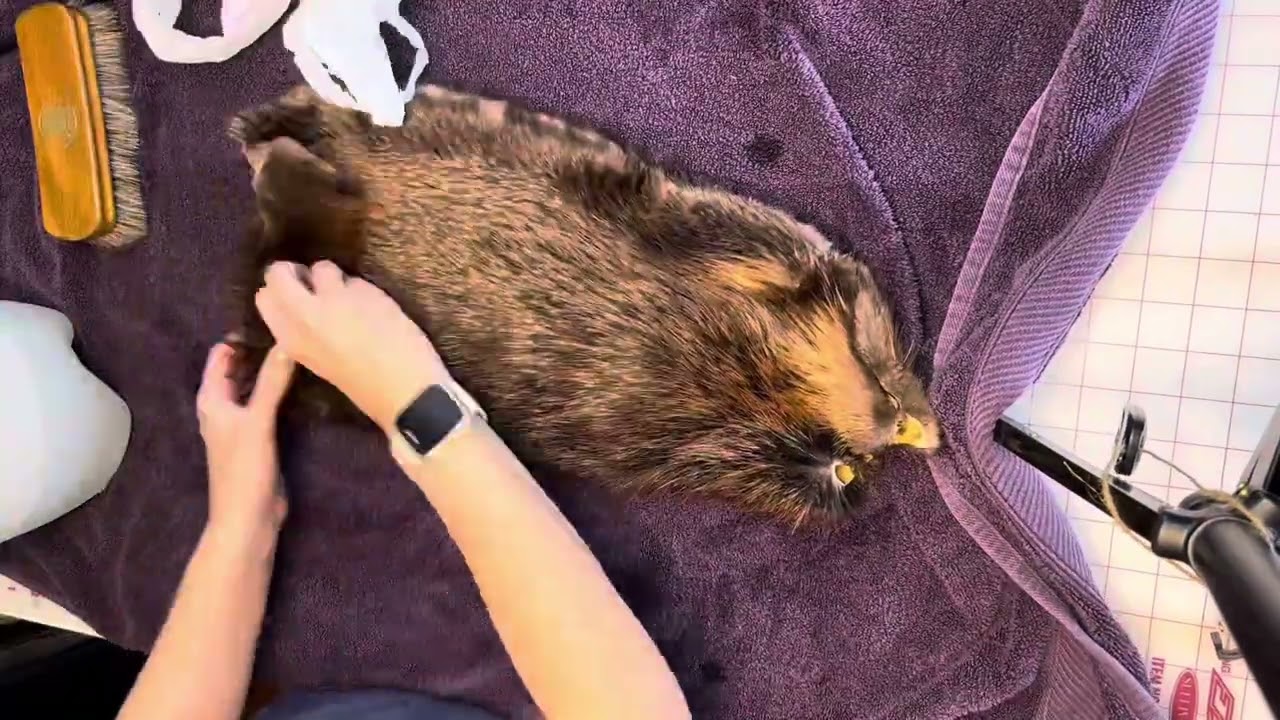 Prepping a beaver pelt for making fur mittens. Pattern for sale soon!