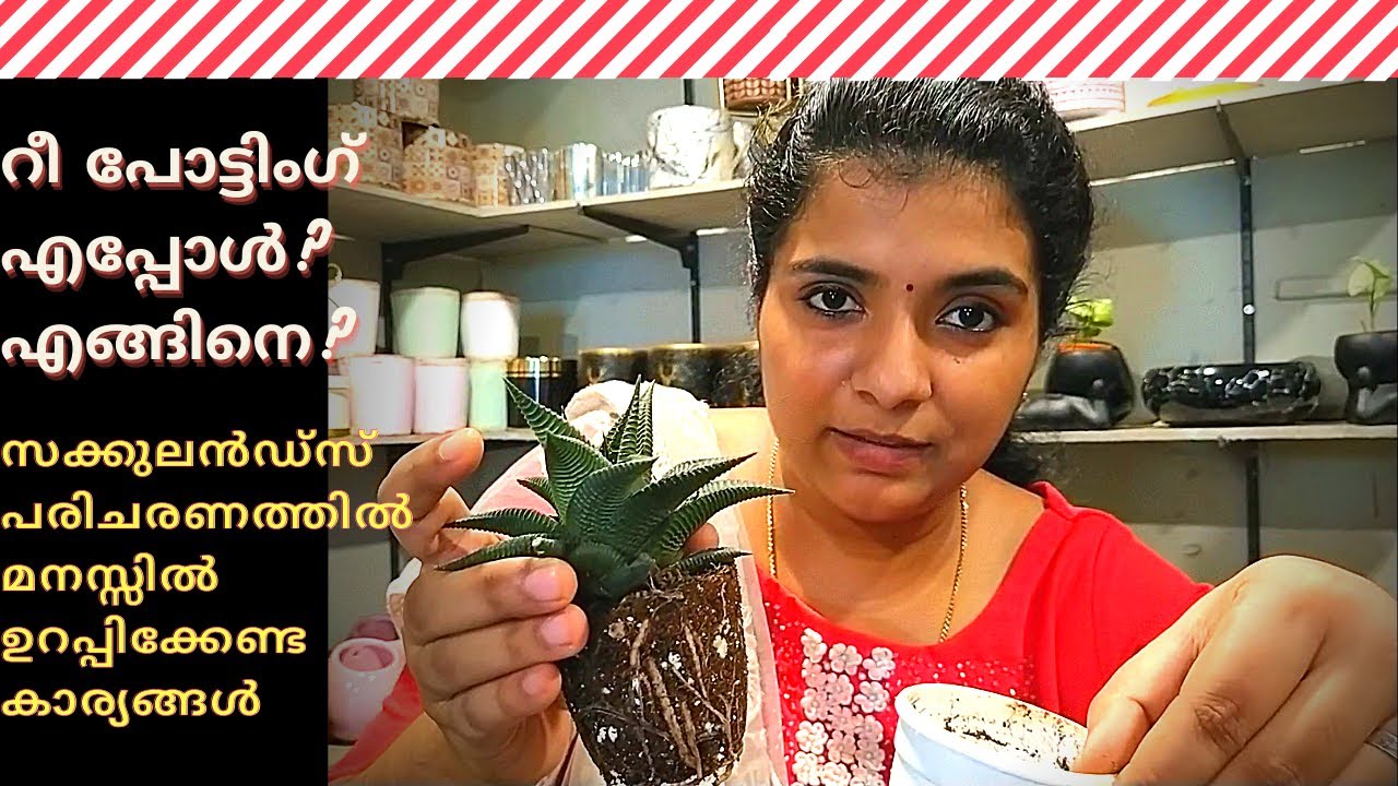 സക്കുലൻഡ്സ് റീ പോട്ടിംഗ് എപ്പോൾ? എങ്ങിനെ? Succulents & Cactus Care Malayalam