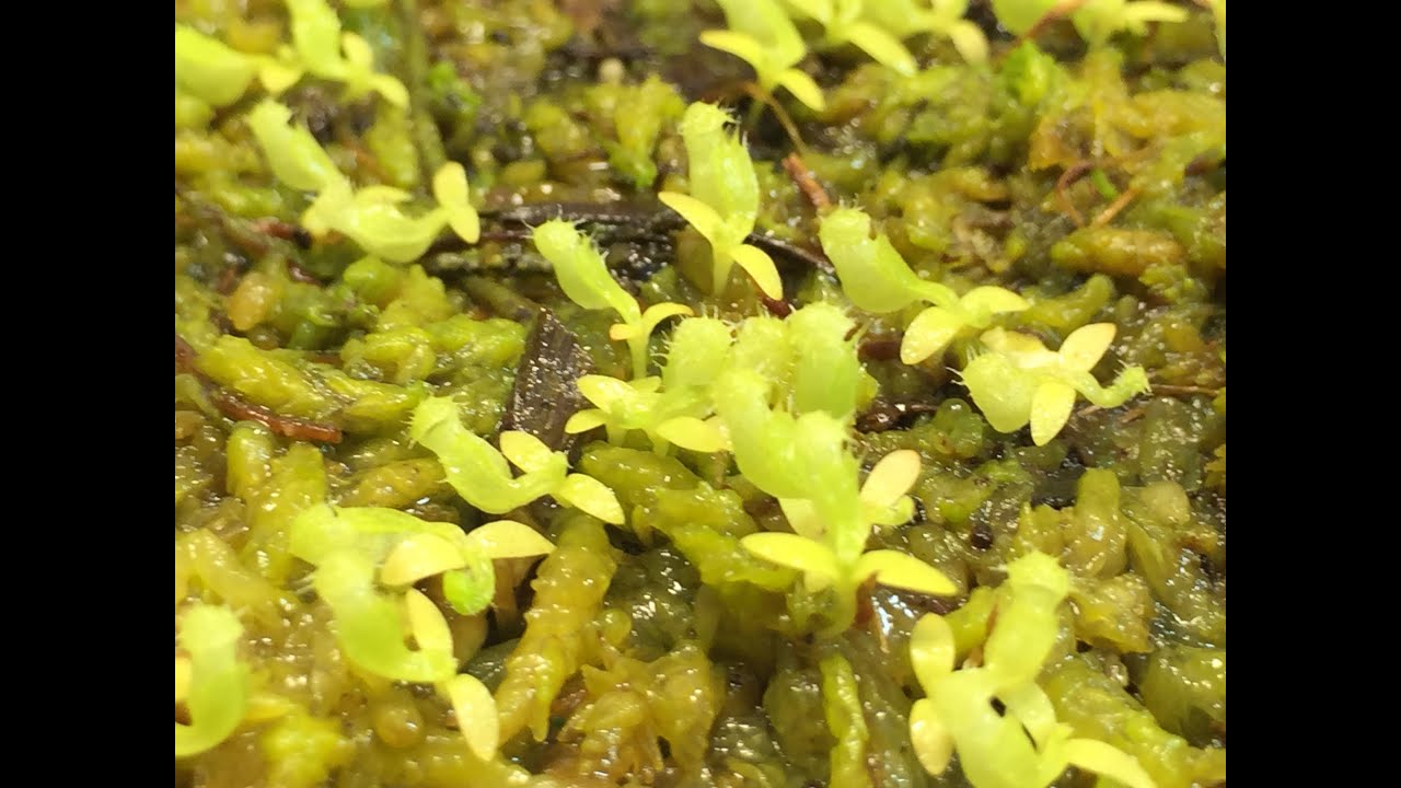 NEPENTHES 101:GROWING NEPENTHES PITCHER PLANTS FROM SEEDS HOW I GERMINATE NEPENTHES SEEDS