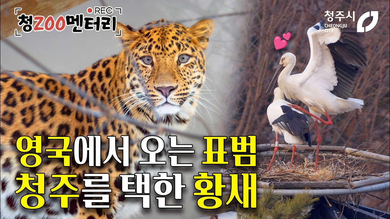 아무르표범 만나러 영국 간 김정호 수의사 일행 출장 브이로그 + 청주동물원에 둥지 튼 황새