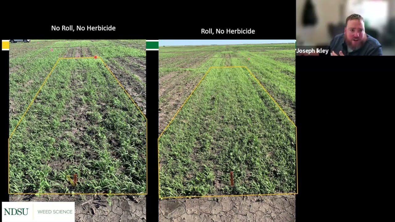Weed Control Update - Getting it Right Dry Bean Series