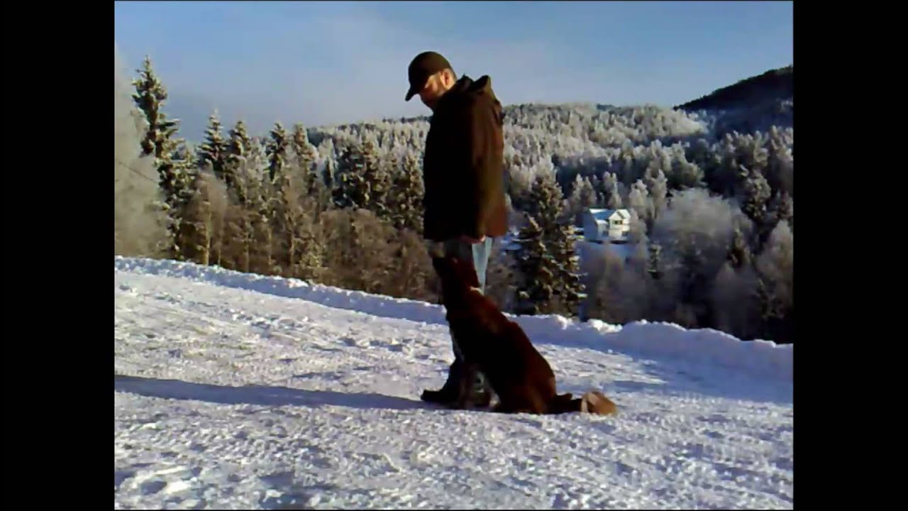 Vintertrening - Dog obedience