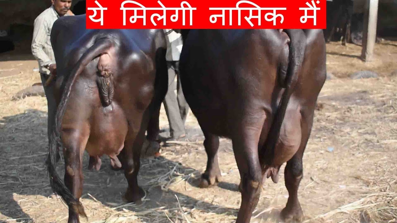 ये मिलेगी नासिक मैं | Jafarabadi buffalo going to Nasik Maharashtra I African cape buffalo