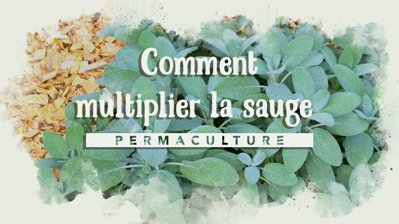 Comment multiplier sa sauge ? #bouturage