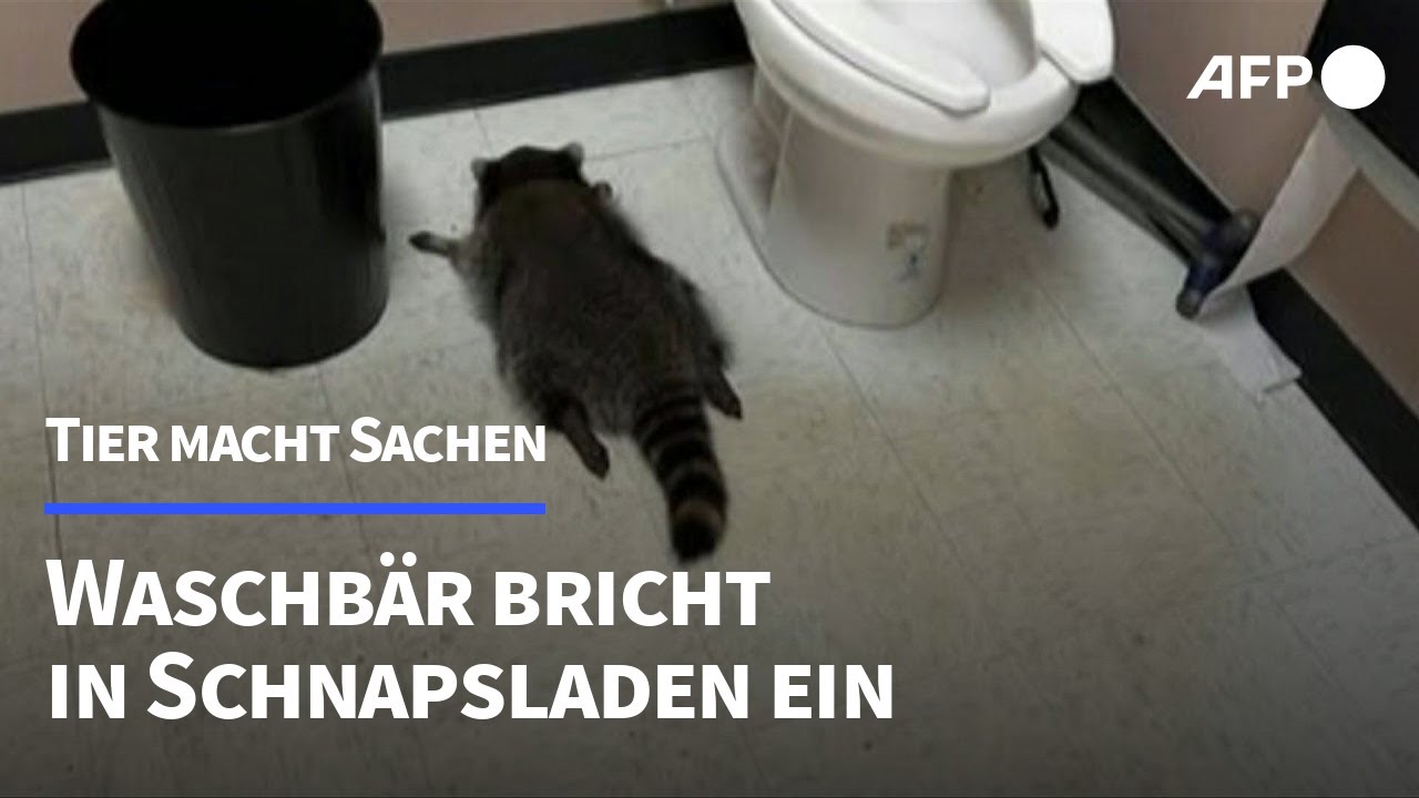 USA: Waschb&auml;r bricht in Schnapsladen ein | AFP