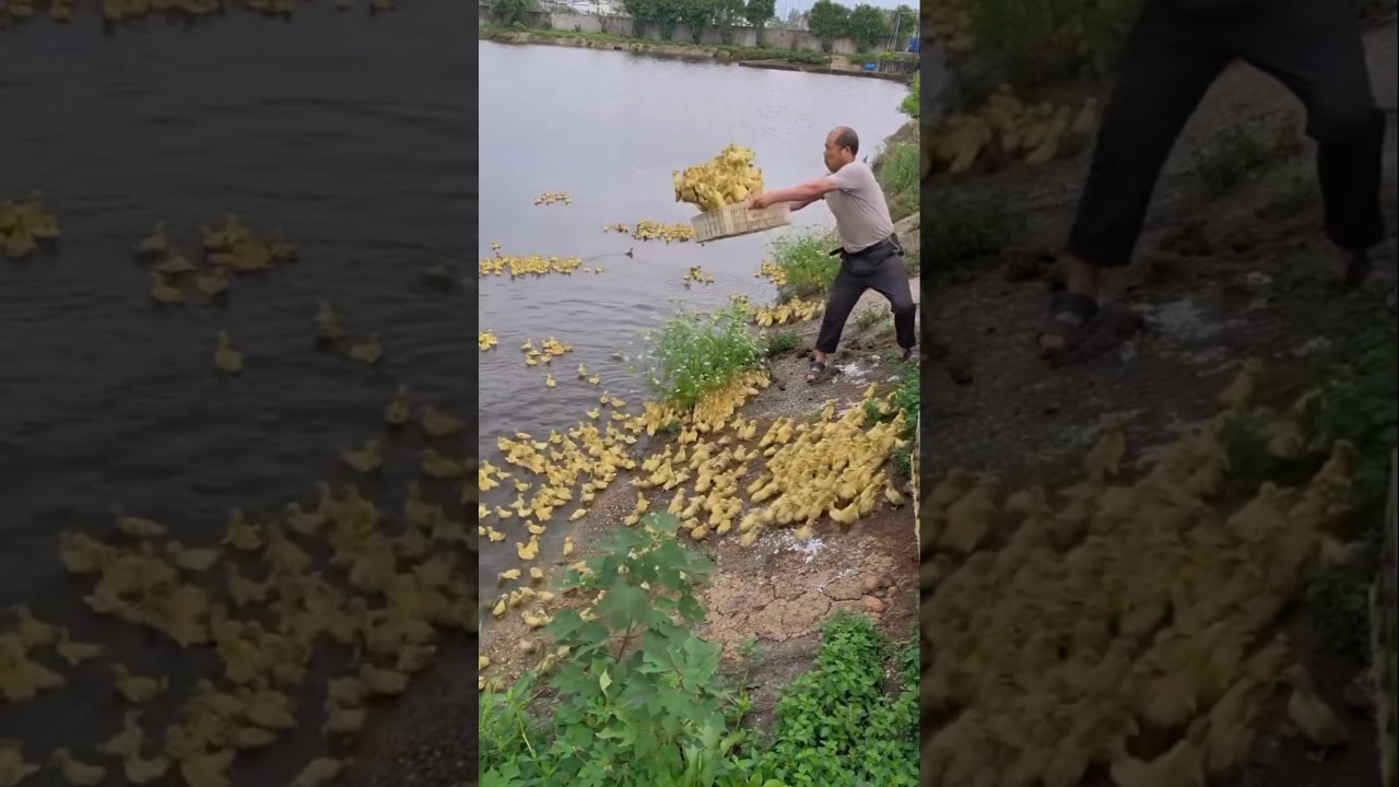 Farm Ducks Daily Routine #shorts