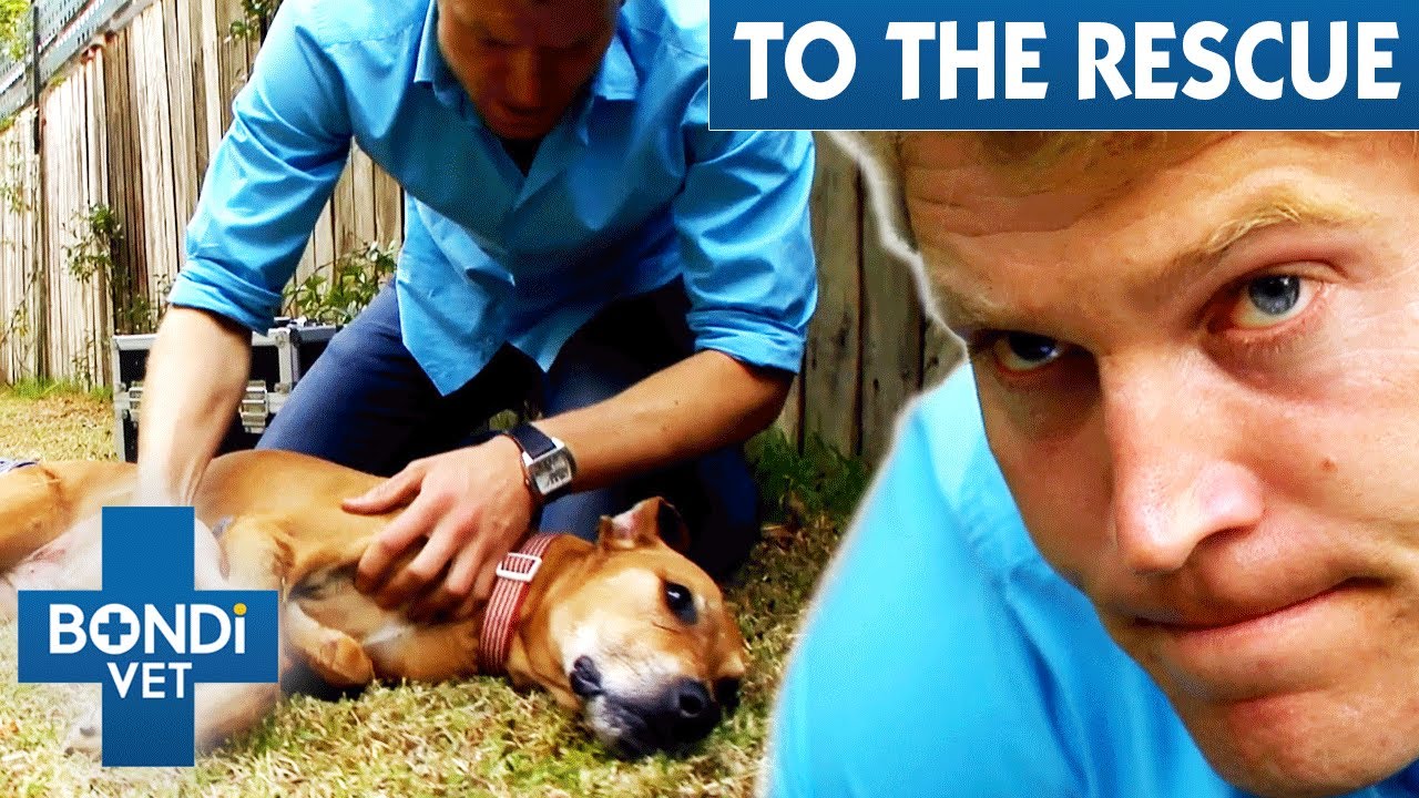 Dog Hanging From Window Is In Critical Condition 💔 Bondi Vet To The Rescue Ep 1 | Bondi Vet