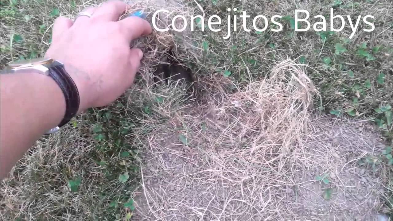Nido de Conejos beb&eacute;s.