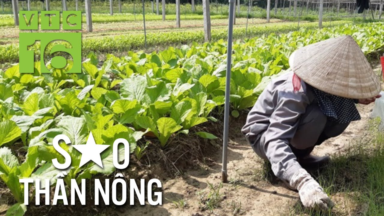 Du học sinh chi 6 tỷ trồng rau xanh | VTC16
