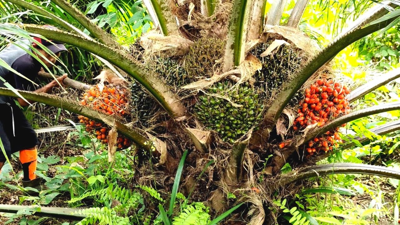 panen kelapa sawit jenis SJ 1 bibit unggul