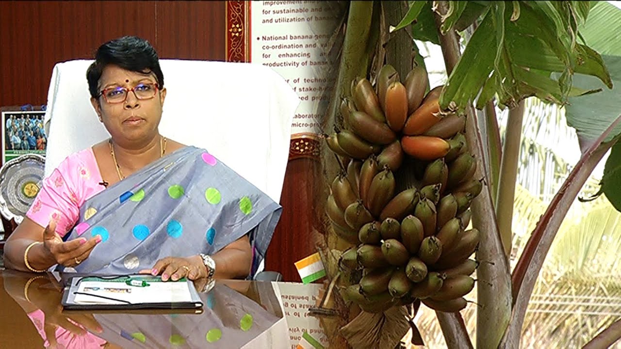 வாழ வைக்கும் வாழை பகுதி 2 | Banana Research Center | Malarum Bhoomi