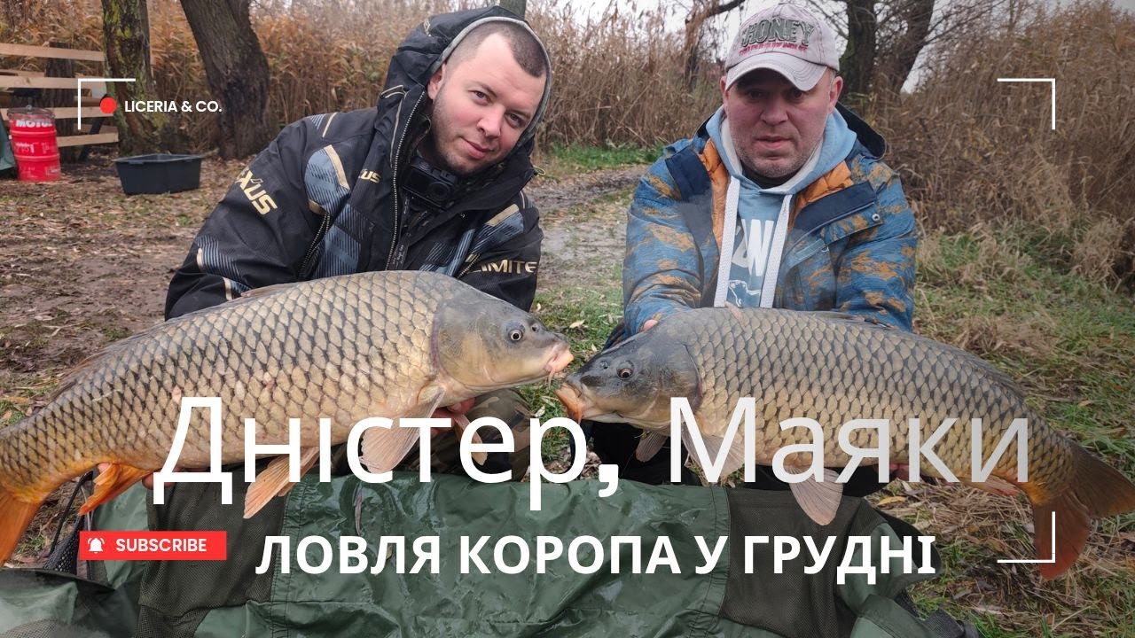 Полювання на дикого карпа | Дністер, Маяки | Грудень. Трофеї та робочі снасті