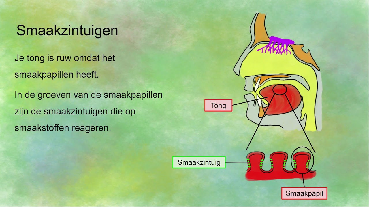 Ruiken en proeven: samenwerking van smaak- en reukzintuigen