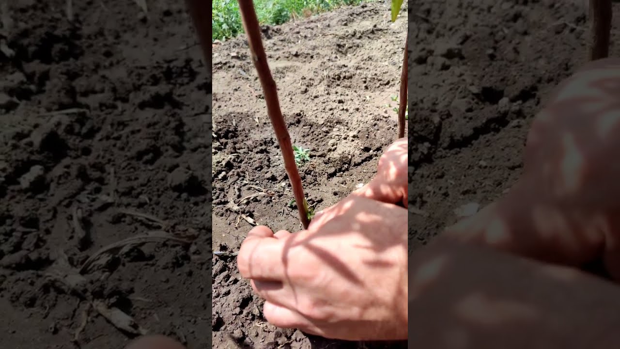 Окуліровка персиків в крону та на підщепи.