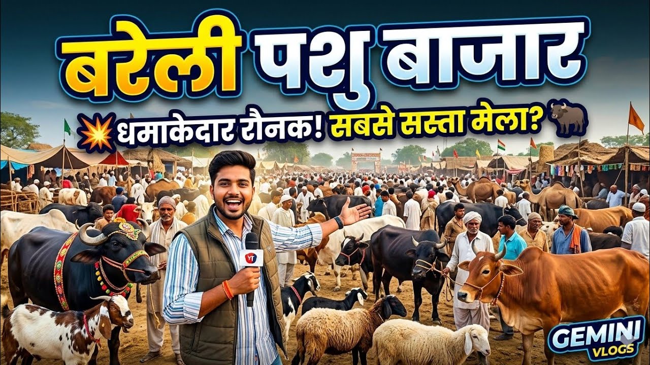 Devcara Bareilly भैंस Mandi new update video 