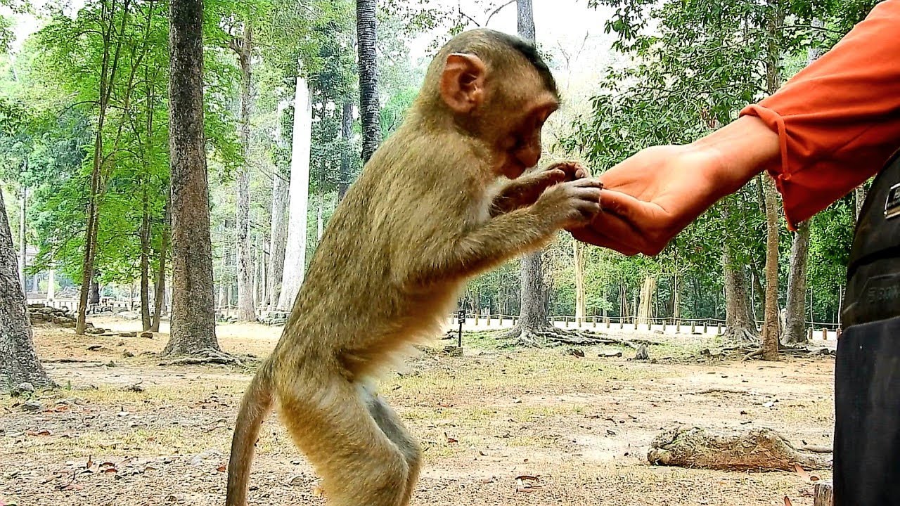 Baby Monkey Rex Good Communication With Human Like His Young Mom Monkey Rose Too...