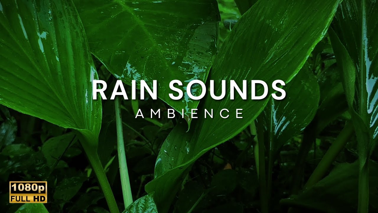 Gentle Rain Sounds for Deep Sleep, Insomnia Relief, Focus and Studying | Leafrain ASMR