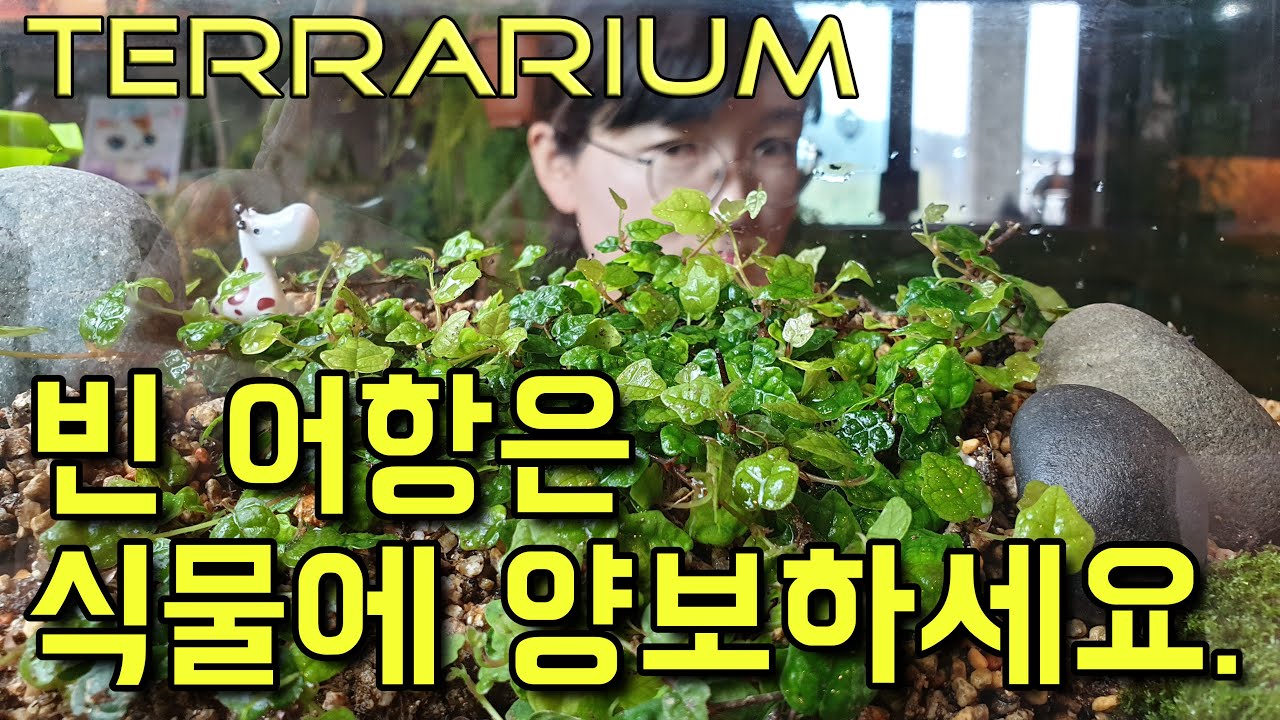 테라리움 추천 식물 - 제주애기모람