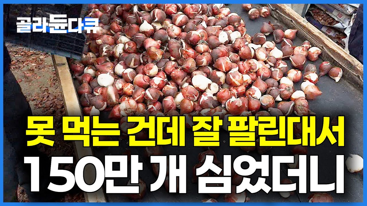 옛날엔 상상도 못했던 종목인데.. 먹는 것도 아닌데 불티나게 팔린다는 '이것'의 정체｜화훼농가｜튤립｜극한직업｜#골라듄다큐
