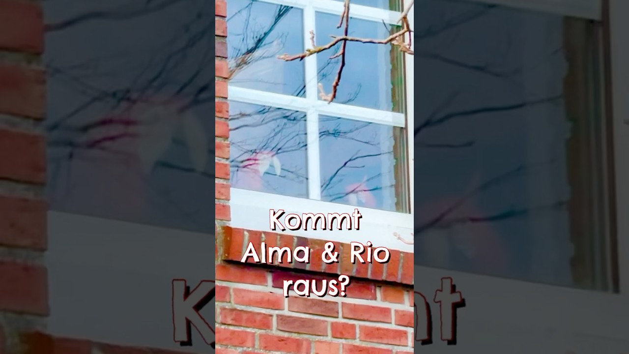 Fr&uuml;her war alles anders #vogelzimmer #spa&szlig;  #papagei #altezeiten #fr&uuml;her #fr&uuml;herwarallesanders #ara
