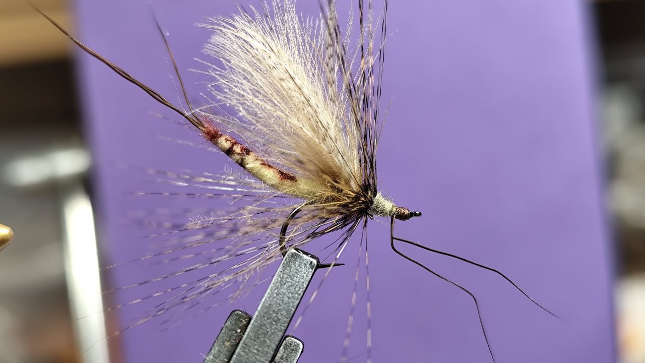 Ephemera danica