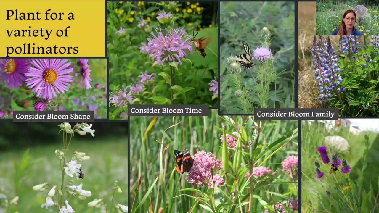 Powerhouse Plants for Establishment