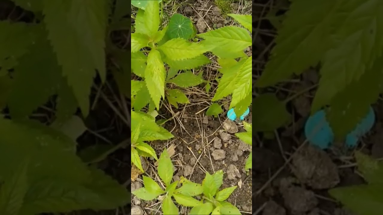 Baume vietnamien Kinh Gioi