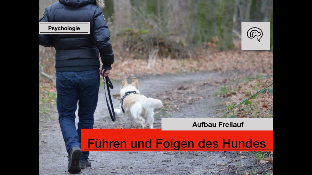 Daily Dogtalking - Mein Hund soll frei laufen!
