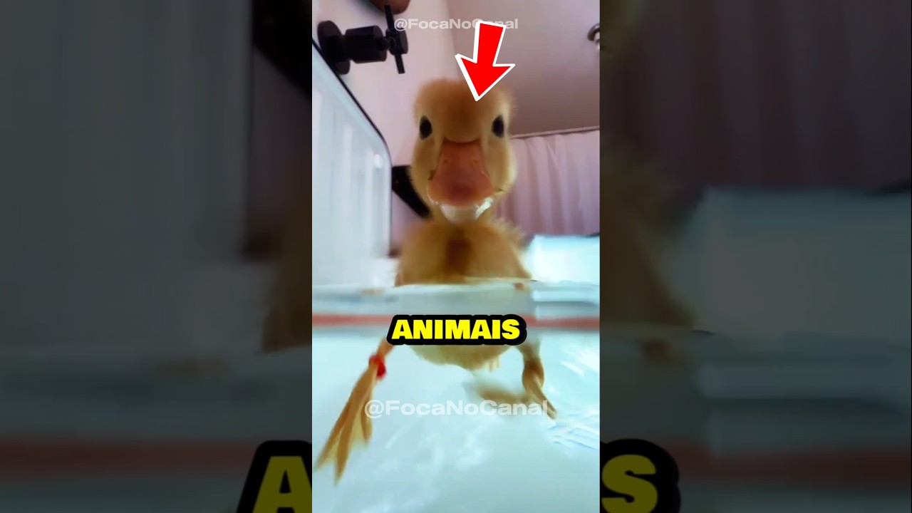 Qual desses animais de estima&ccedil;&atilde;o voc&ecirc; escolheria para viver com voc&ecirc; para sempre? 🦆✨️