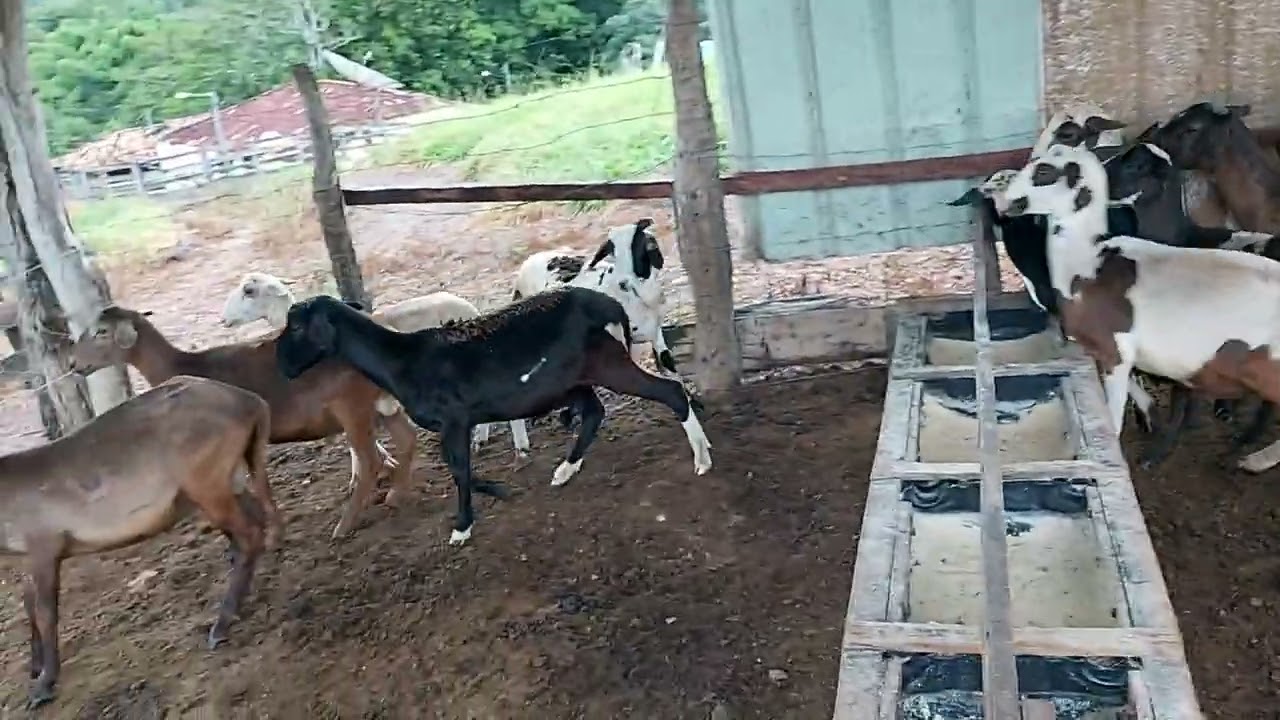 CRIAÇÃO DE CARNEIROS PARA ABATE SERÁ QUE NOIS ENCARA ESSE PROJETINHO.?