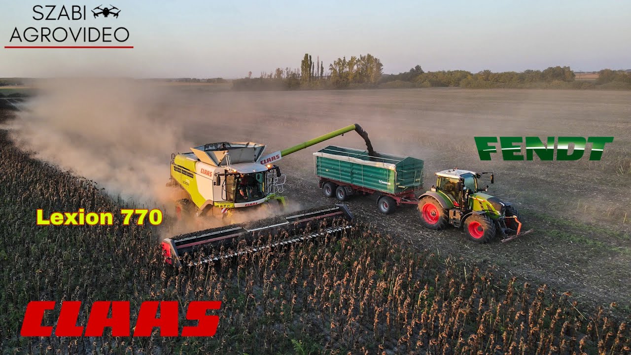 Napraforgó Aratás 2024 | Sunflower Harvest | Claas Lexion 770