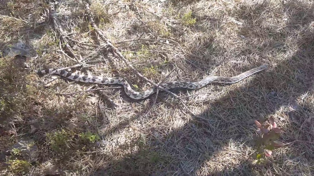 Herping NJ's Pine Barrens - Northern Pine Snake