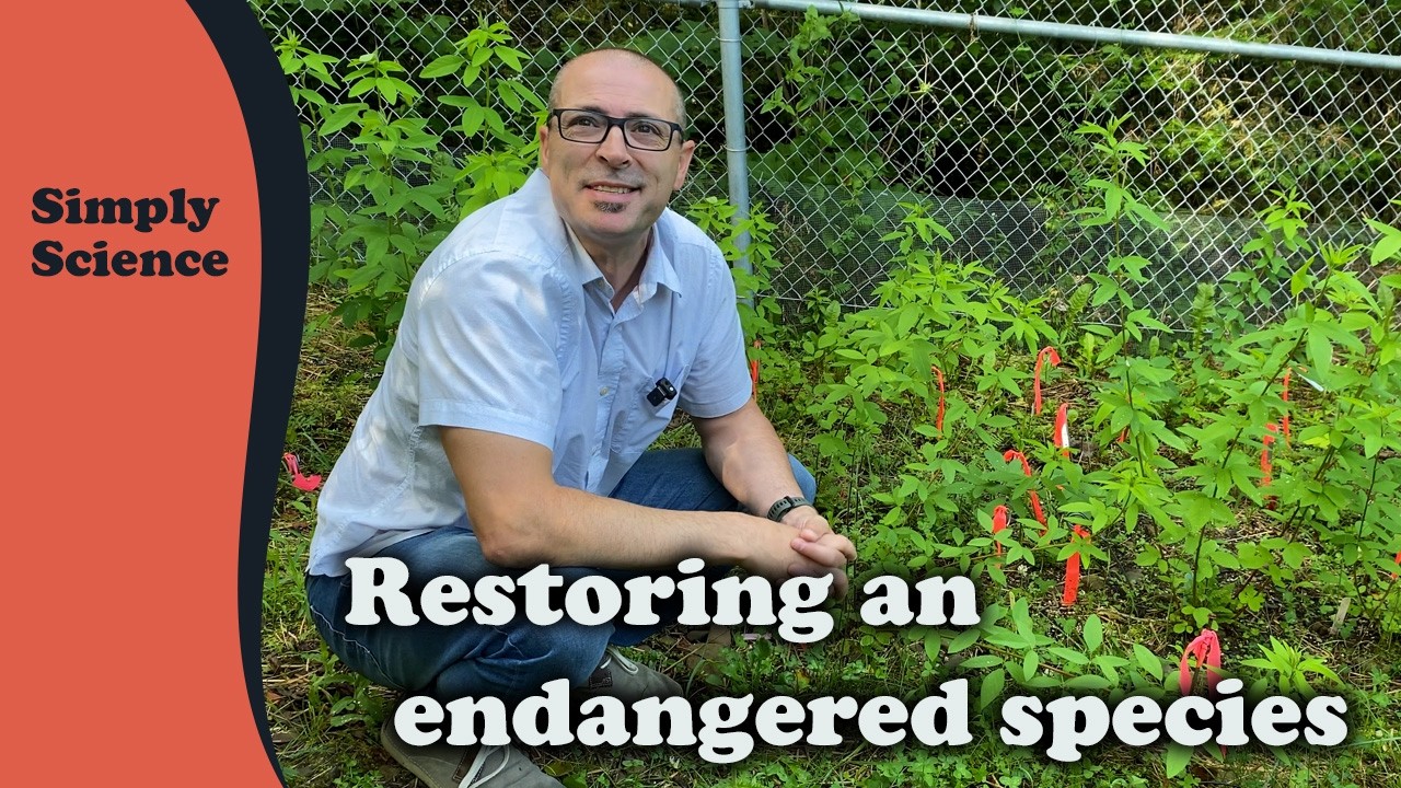 Furbish&rsquo;s Lousewort: A Rare Plant&rsquo;s Second Chance