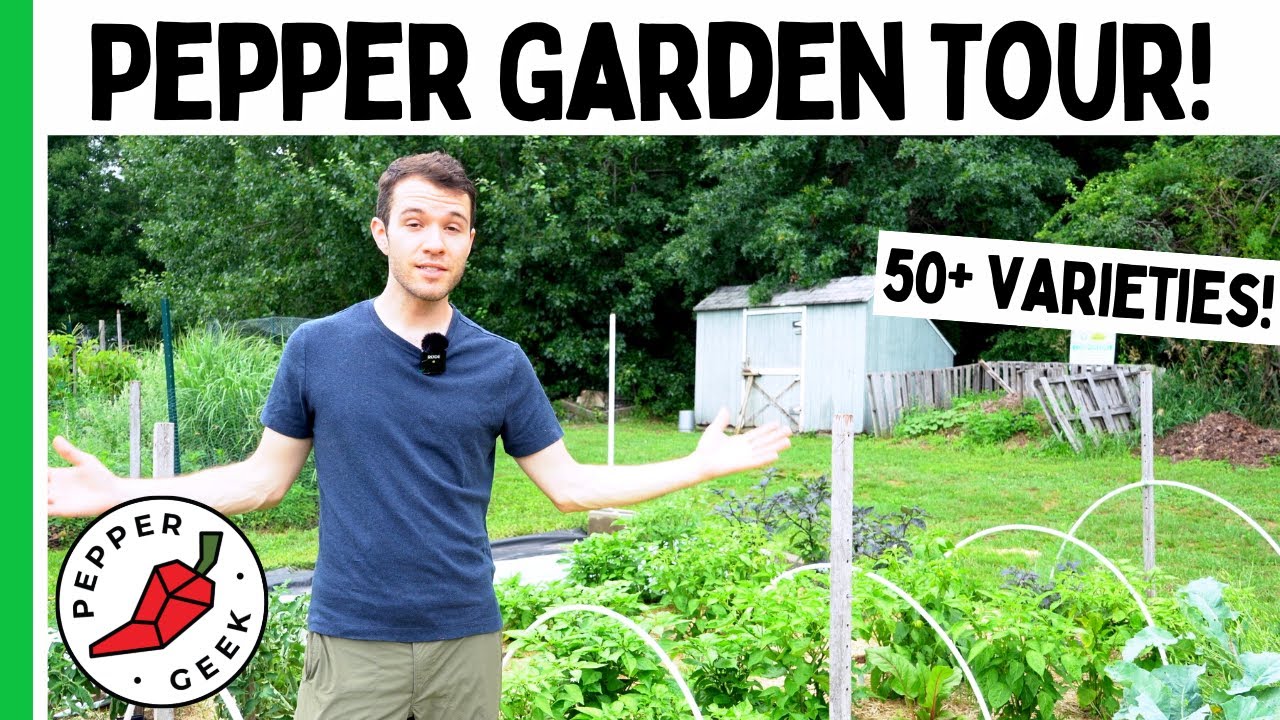 Here is What a Pepper Geek's Garden Looks Like...