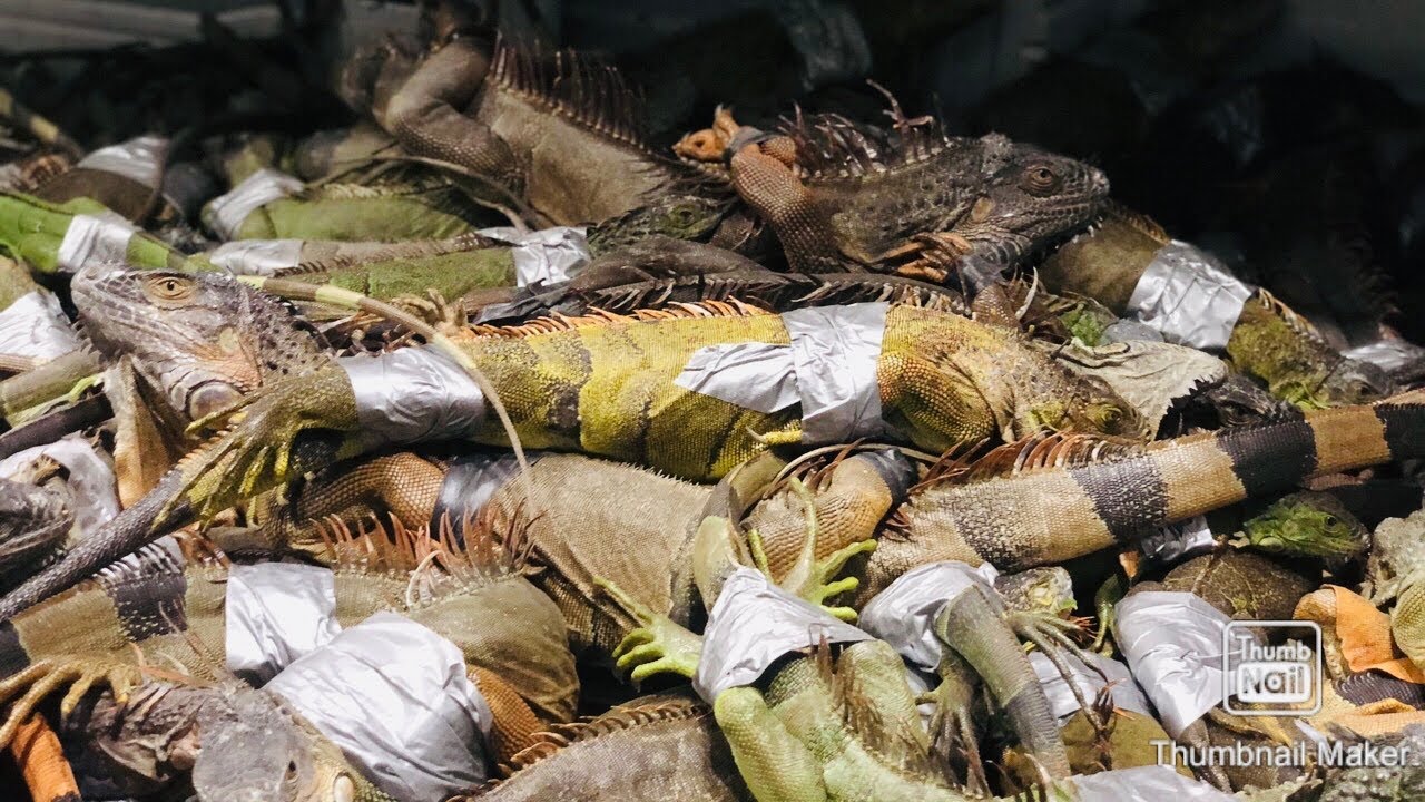 Florida Men Catch a Ton of invasive Giant iguanas! Florida iguana Removal! (episode 4)