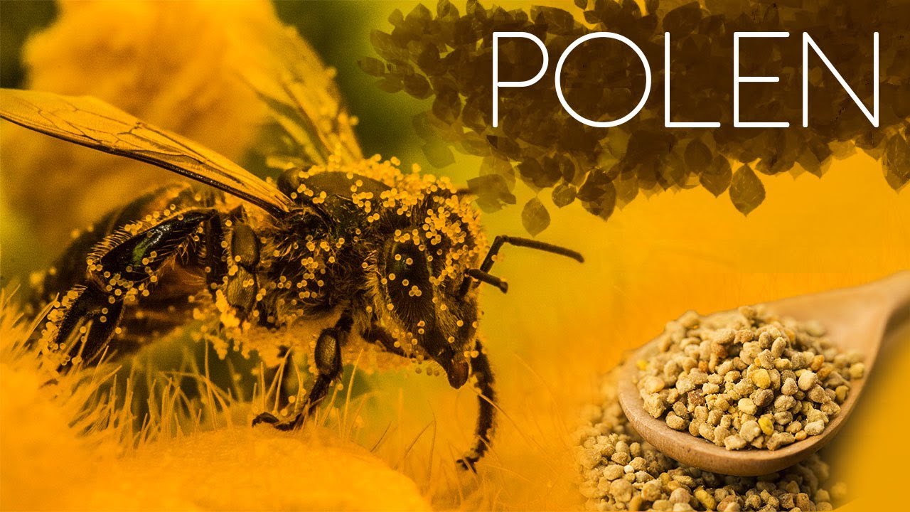 Gramı 13 Kilo Ete Eşdeğer POLEN!
