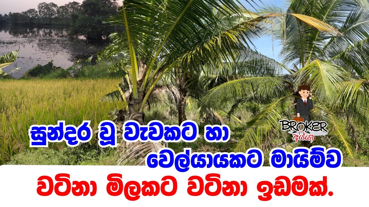 land for sale in sri lanka/Coconut land for sale in srilanka/lankawe idam/waga idam/aduwata idam