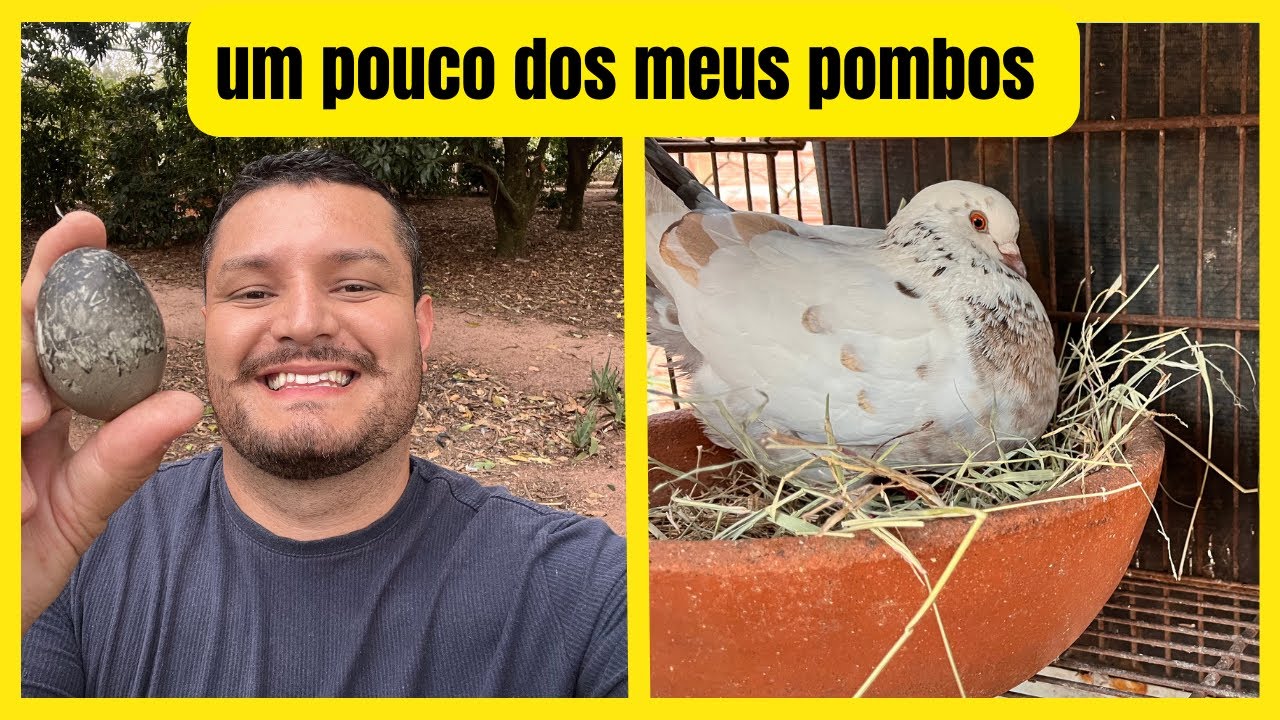 MINHA CRIAÇÃO DE POMBOS E ATUALIZANDO OS OUTROS ANIMAIS / @sitio_do_rb 